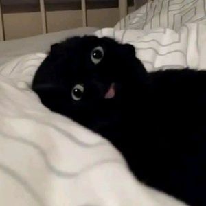 Meet your Posher, Jack